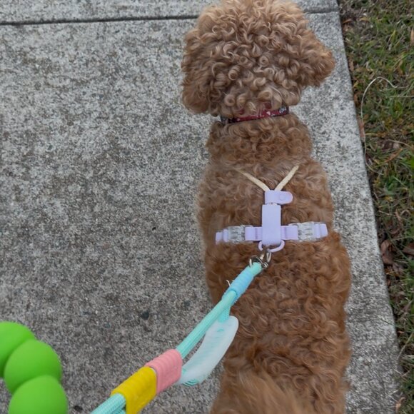 PVC Dog Harness Set | Waterproof No-Pull | Reflective Leash Included - Picture 3 of 9